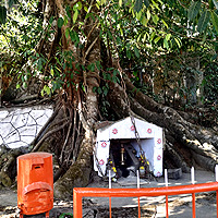 Chain Tree Chain Tree