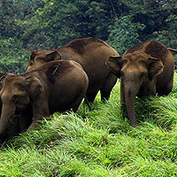 Muthanga Wild Sanctuary Muthanga Wild Sanctuary