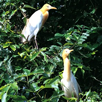 Pakshipathalam Pakshipathalam